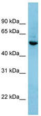 SH2 domain-containing adapter protein B antibody, TA344214, Origene, Western Blot image 
