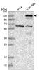 Palladin, Cytoskeletal Associated Protein antibody, HPA035905, Atlas Antibodies, Western Blot image 