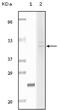 Fibulin 5 antibody, 32-155, ProSci, Enzyme Linked Immunosorbent Assay image 