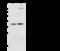 Sideroflexin 5 antibody, 107937-T32, Sino Biological, Western Blot image 