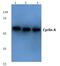 Cyclin A  antibody, PA5-36048, Invitrogen Antibodies, Western Blot image 