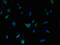 Dopamine Receptor D5 antibody, A50205-100, Epigentek, Immunofluorescence image 