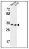 Lactate Dehydrogenase A antibody, AP52459PU-N, Origene, Western Blot image 