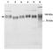 SCARB2 antibody, GTX30676, GeneTex, Western Blot image 