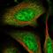 Ring Finger Protein 126 antibody, HPA043050, Atlas Antibodies, Immunofluorescence image 