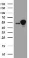 Staufen Double-Stranded RNA Binding Protein 1 antibody, TA811475, Origene, Western Blot image 