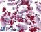 Cysteine and histidine-rich domain-containing protein 1 antibody, LS-B4627, Lifespan Biosciences, Immunohistochemistry frozen image 