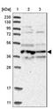 Apolipoprotein L6 antibody, NBP1-89032, Novus Biologicals, Western Blot image 