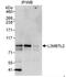 L3MBTL Histone Methyl-Lysine Binding Protein 2 antibody, NBP1-49965, Novus Biologicals, Immunoprecipitation image 