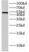 Interferon Regulatory Factor 8 antibody, FNab04395, FineTest, Western Blot image 