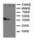 CD163 antibody, LS-C313016, Lifespan Biosciences, Western Blot image 