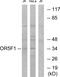 Olfactory Receptor Family 5 Subfamily F Member 1 antibody, GTX87513, GeneTex, Western Blot image 