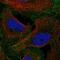 Leucine Rich Repeat Containing 69 antibody, NBP2-14566, Novus Biologicals, Immunofluorescence image 