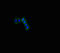 SLIT And NTRK Like Family Member 6 antibody, LS-C397391, Lifespan Biosciences, Immunofluorescence image 