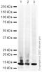 Histone Cluster 4 H4 antibody, ab10158, Abcam, Western Blot image 