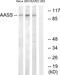 Aminoadipate-Semialdehyde Synthase antibody, GTX87191, GeneTex, Western Blot image 