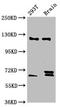 Transcription Elongation Regulator 1 antibody, LS-C681516, Lifespan Biosciences, Western Blot image 