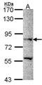 PR domain zinc finger protein 8 antibody, NBP1-33646, Novus Biologicals, Western Blot image 