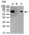 Heat shock 70 kDa protein 1A/1B antibody, PA5-34772, Invitrogen Antibodies, Immunoprecipitation image 
