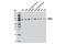 Pantothenate Kinase 4 antibody, 12055S, Cell Signaling Technology, Western Blot image 