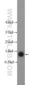 Cell Division Cycle 26 antibody, 14125-1-AP, Proteintech Group, Western Blot image 