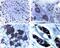 X-Linked Inhibitor Of Apoptosis antibody, NB100-56183, Novus Biologicals, Immunohistochemistry frozen image 