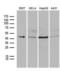Proteasome 26S Subunit, ATPase 3 antibody, LS-C792229, Lifespan Biosciences, Western Blot image 