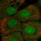 SET Binding Protein 1 antibody, HPA049022, Atlas Antibodies, Immunofluorescence image 