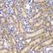 SHC-transforming protein 1 antibody, orb373718, Biorbyt, Immunohistochemistry paraffin image 