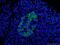 ITPR Interacting Domain Containing 2 antibody, 14157-1-AP, Proteintech Group, Immunofluorescence image 