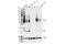 CD28 antibody, 38774S, Cell Signaling Technology, Western Blot image 