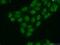 Histone H2A deubiquitinase MYSM1 antibody, 20078-1-AP, Proteintech Group, Immunofluorescence image 