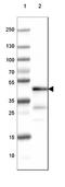 2 ,3 -cyclic-nucleotide 3 -phosphodiesterase antibody, NBP2-46636, Novus Biologicals, Western Blot image 
