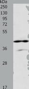 ADA1 antibody, TA323765, Origene, Western Blot image 