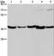 DnaJ Heat Shock Protein Family (Hsp40) Member B4 antibody, LS-C401609, Lifespan Biosciences, Western Blot image 