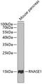Ribonuclease pancreatic antibody, GTX54711, GeneTex, Western Blot image 