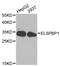 Epididymal sperm-binding protein 1 antibody, STJ23531, St John