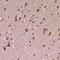 Cell death regulator Aven antibody, orb382545, Biorbyt, Immunohistochemistry paraffin image 