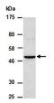 hINO80 antibody, orb67034, Biorbyt, Western Blot image 