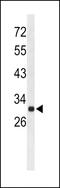 Probable arylformamidase antibody, 63-820, ProSci, Western Blot image 
