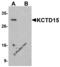 Potassium Channel Tetramerization Domain Containing 15 antibody, 5085, ProSci, Western Blot image 