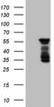 Basic Helix-Loop-Helix Family Member E41 antibody, TA806440S, Origene, Western Blot image 