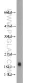 Synuclein Alpha antibody, 10842-1-AP, Proteintech Group, Western Blot image 