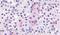 Hydroxycarboxylic acid receptor 1 antibody, PA5-33766, Invitrogen Antibodies, Immunohistochemistry frozen image 