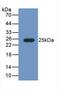 Fibulin 1 antibody, LS-C663727, Lifespan Biosciences, Western Blot image 