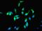 Phosphoenolpyruvate carboxylase antibody, orb240085, Biorbyt, Immunofluorescence image 