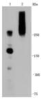Insulin Like Growth Factor 2 Receptor antibody, NBP2-67347, Novus Biologicals, Western Blot image 