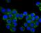 Dihydropyrimidinase-related protein 1 antibody, NBP2-75449, Novus Biologicals, Immunocytochemistry image 