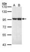 MALT1 antibody, TA308644, Origene, Western Blot image 