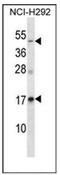 Receptor activity-modifying protein 3 antibody, AP53574PU-N, Origene, Western Blot image 